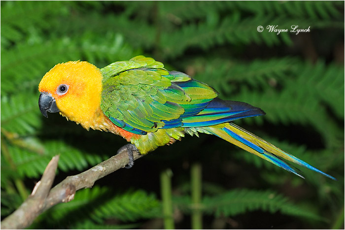 Sun Parakeet, Brazil 101 by Dr. Wayne Lynch &copy;